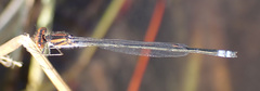 Pseudagrion rufostigma