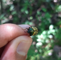 Leptinotarsa calceata