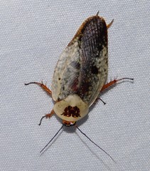 Gyna caffrorum