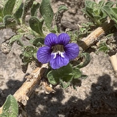 Aptosimum procumbens