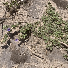 Aptosimum procumbens