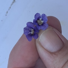 Aptosimum procumbens