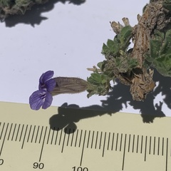 Aptosimum procumbens