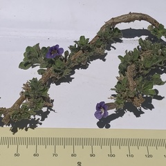 Aptosimum procumbens