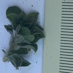 Aptosimum procumbens