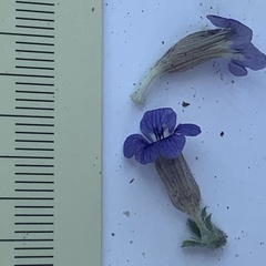 Aptosimum procumbens