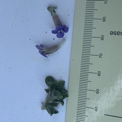 Aptosimum procumbens