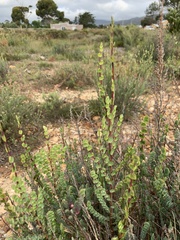 Cliffortia phyllanthoides