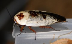 Gyna caffrorum