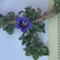 Aptosimum procumbens