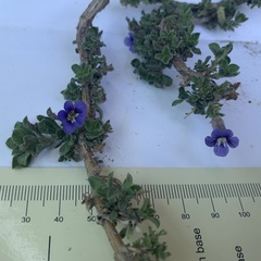 Aptosimum procumbens