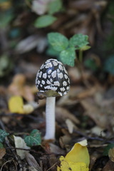 Coprinopsis picacea