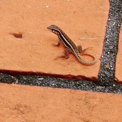 Leiocephalus personatus