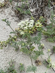 Dasispermum suffruticosum