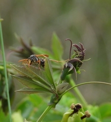 Polistes billardieri