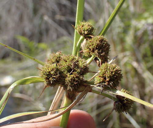 Cyperus blepharoleptos image