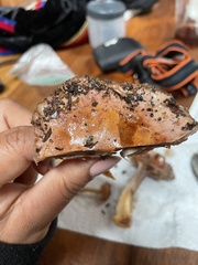 Thaxterogaster purpurascens