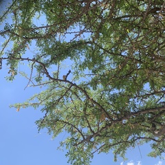 Albizia anthelmintica
