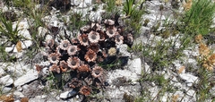 Protea caespitosa