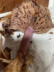 Thaxterogaster purpurascens