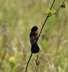 Fan-Tailed Widowbird photo 5