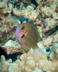 Pycnochromis pacifica