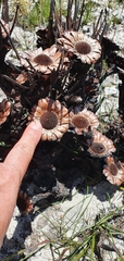 Protea caespitosa