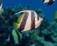 Heniochus diphreutes