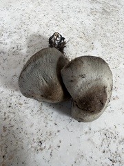 Panaeolus fraxinophilus