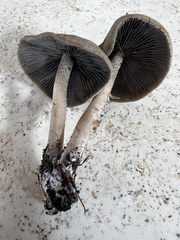 Panaeolus fraxinophilus
