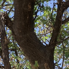 Albizia anthelmintica