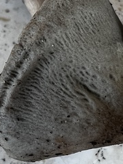 Panaeolus fraxinophilus