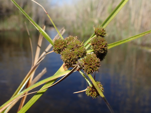 African umbrella sedge (Cyperus blepharoleptos)