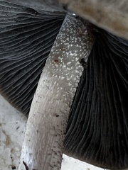 Panaeolus fraxinophilus