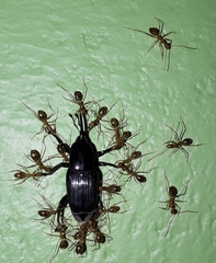 Odoiporus longicollis