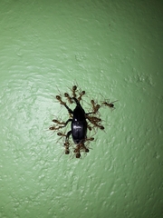 Odoiporus longicollis