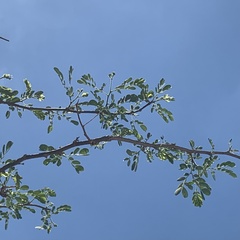Albizia anthelmintica