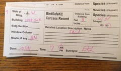 Zonotrichia albicollis