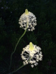 Xerophyllum asphodeloides
