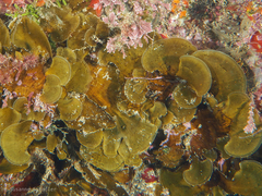 Lobophora variegata