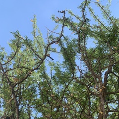 Albizia anthelmintica