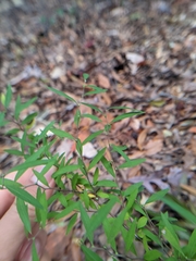 Plagianthus