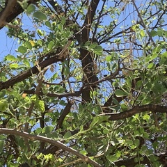 Albizia anthelmintica