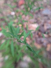 Plagianthus