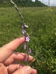 Verbena xutha