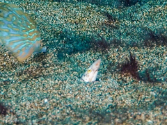 Apterichtus anguiformis