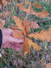 Quercus robur