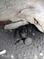 Phormictopus cancerides