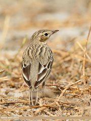 Lancashire Key Species - Birds · iNaturalist