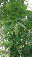 Prunus pendula